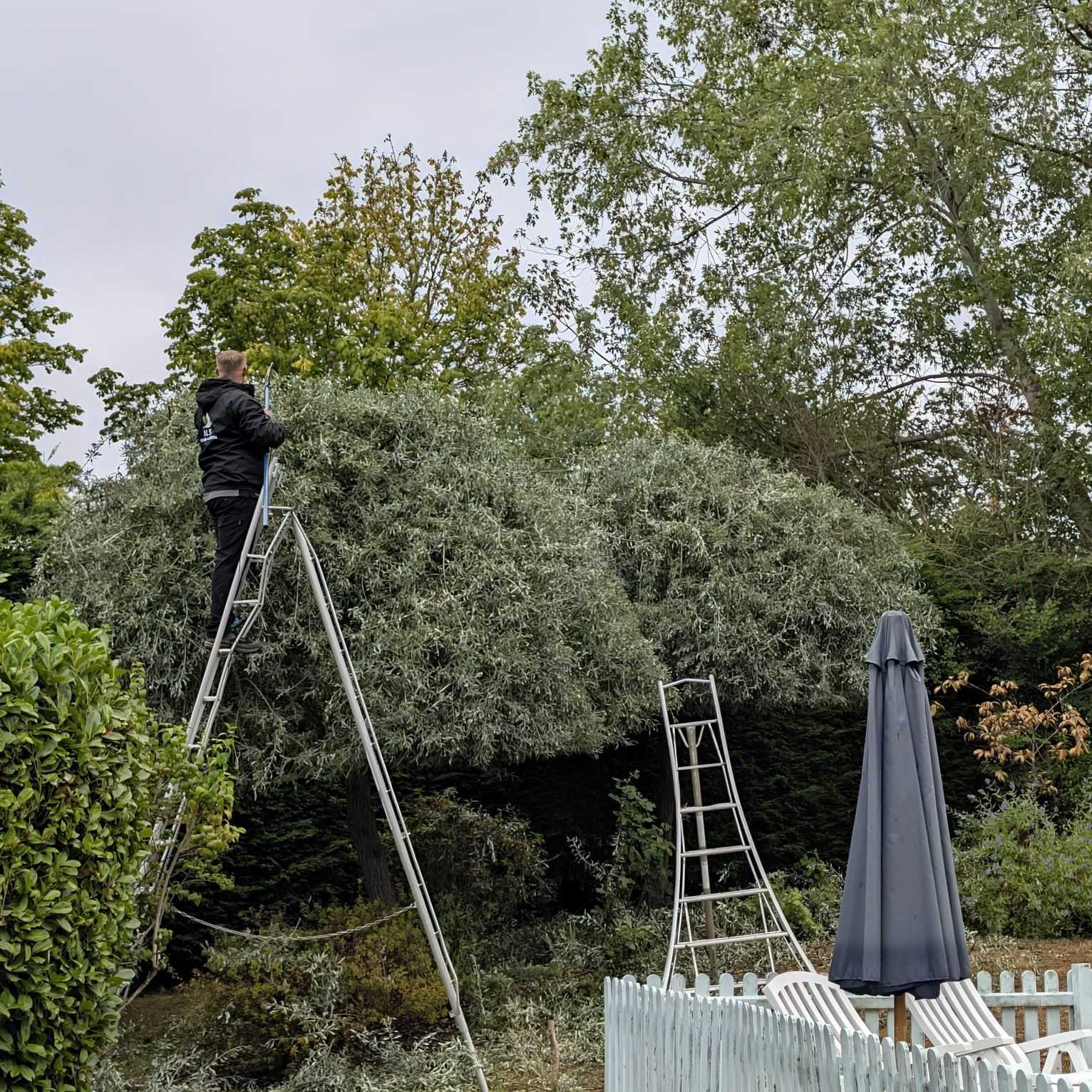 A team member on a ladder trimming a large shrub in a garden.