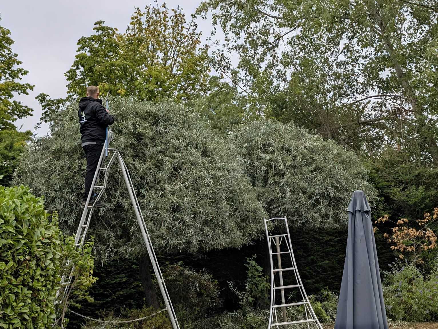 A team member on a ladder trimming a large shrub in a garden.