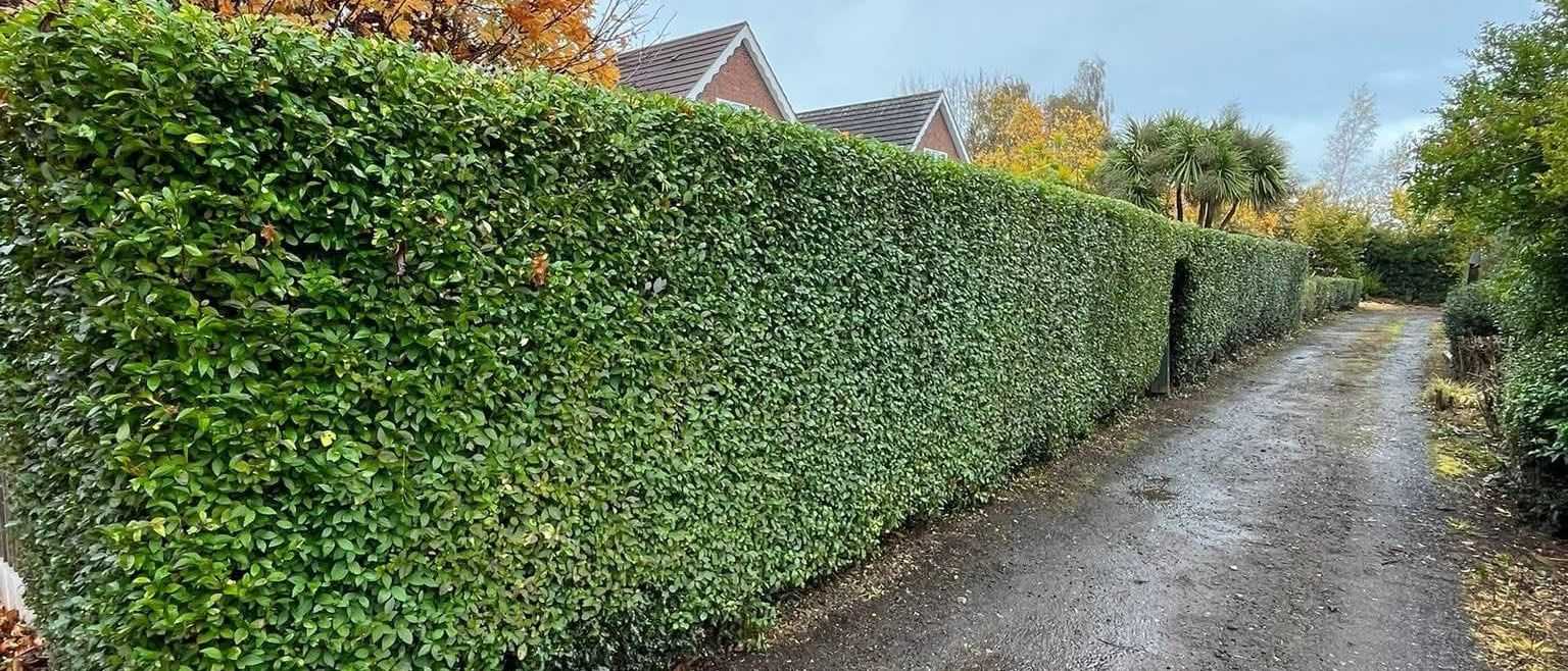 A long, neatly cut hedge running beside a narrow lane.