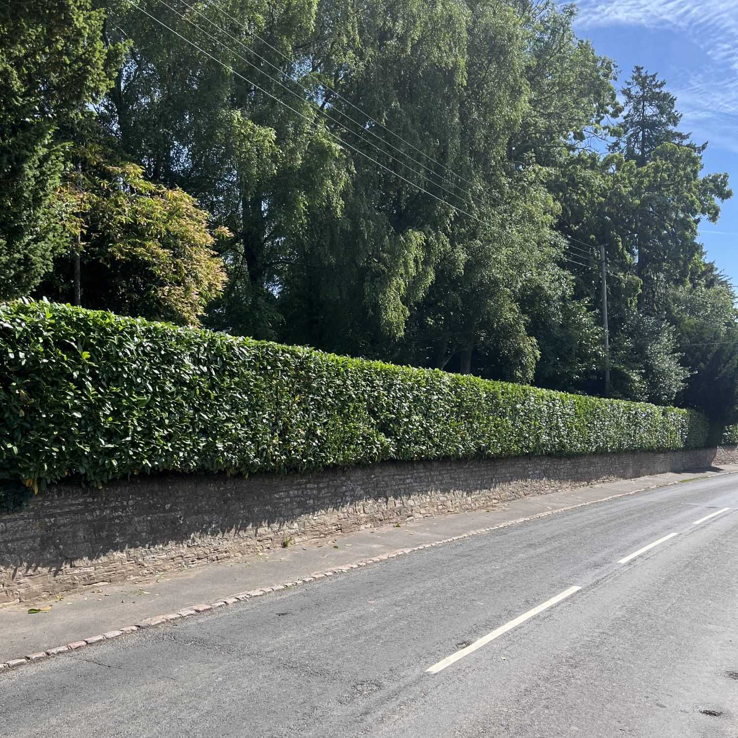 A low, neatly trimmed hedge along a stone wall beside a road.