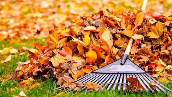 Clearing autumn leaves