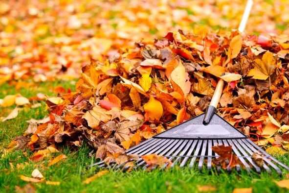 Clearing autumn leaves