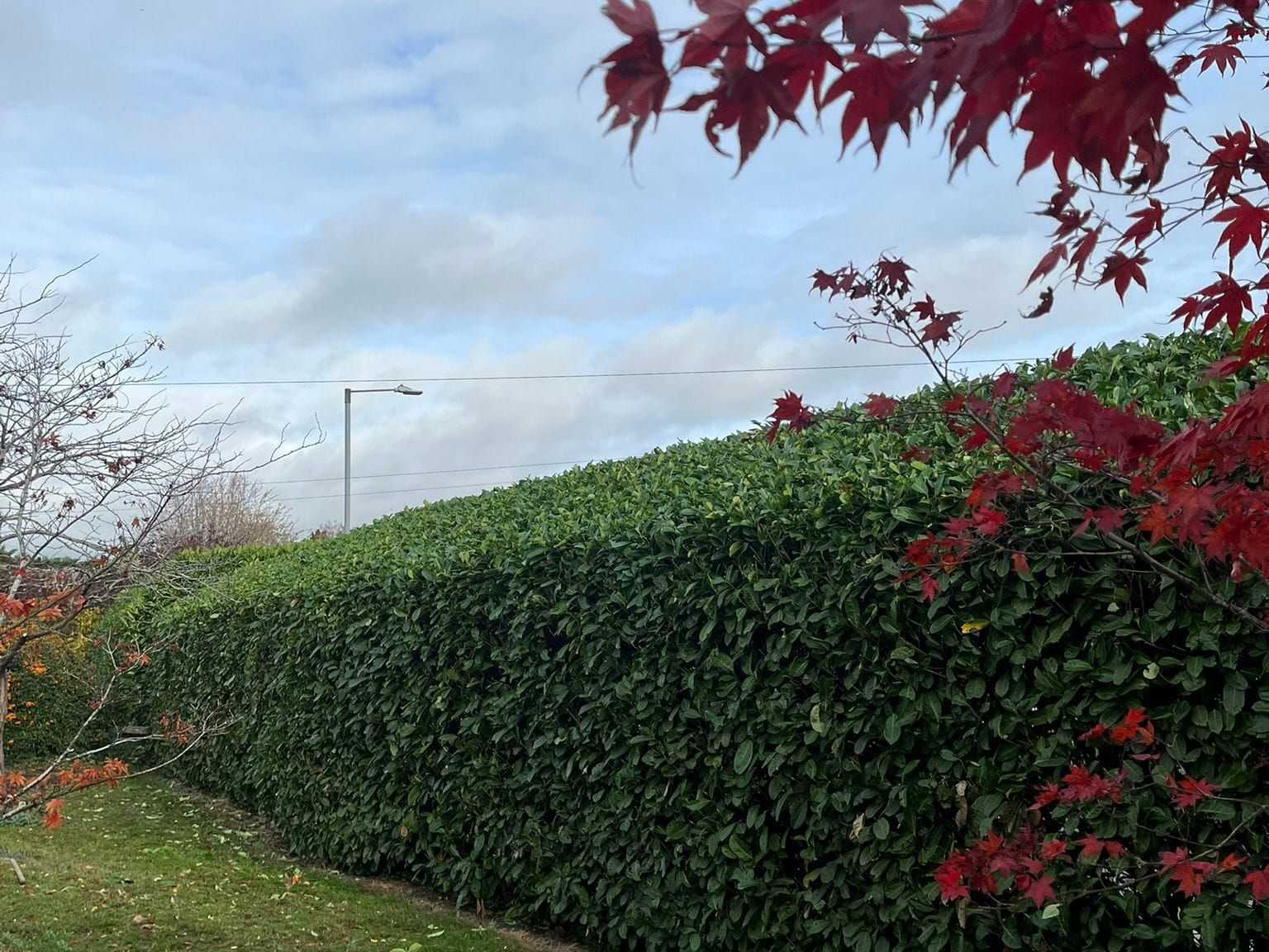 A tall, neatly trimmed hedge beside a mown lawn, with red maple leaves in the foreground.