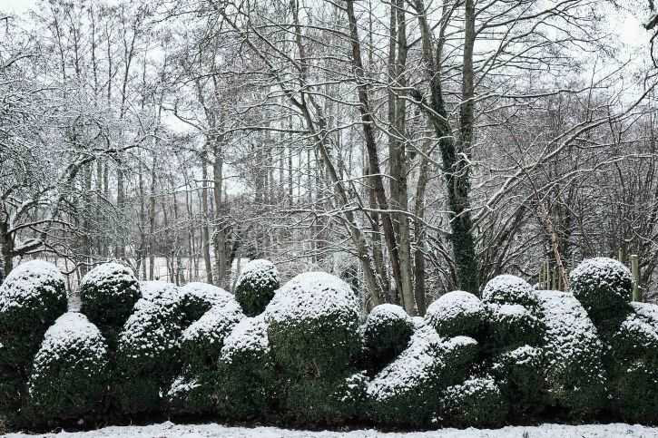 Winter hedges