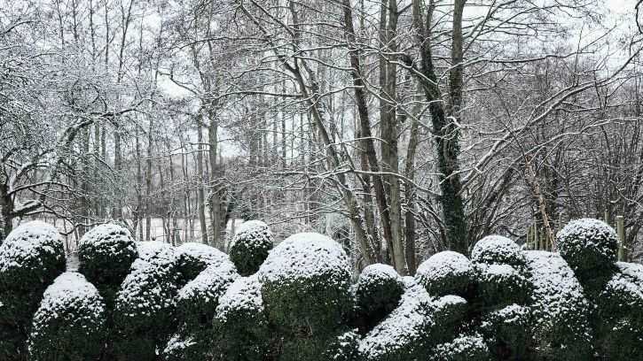 Winter hedges