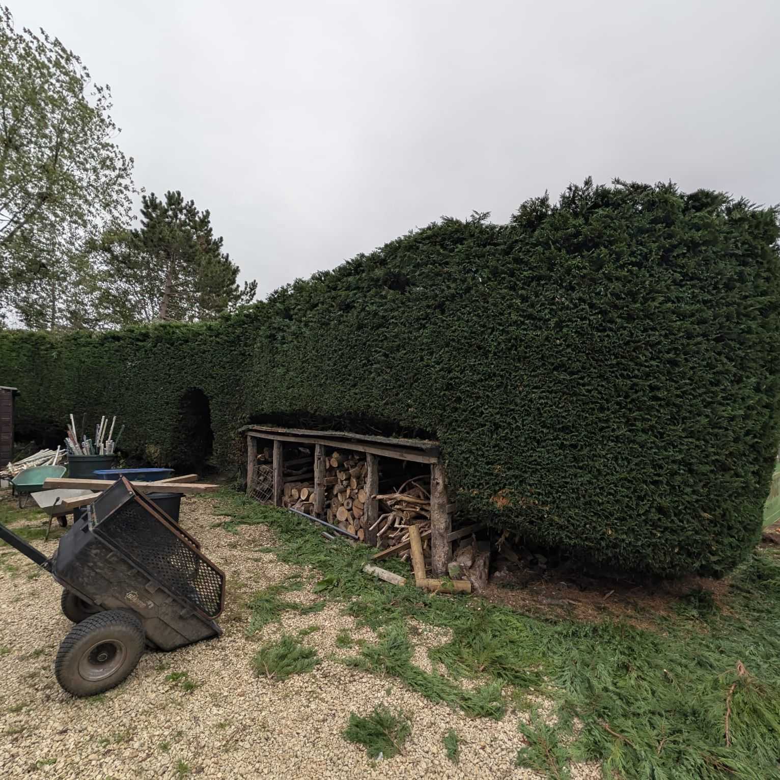A tall, freshly trimmed conifer hedge beside a log store.