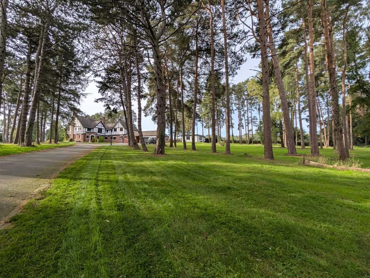 Striped grass between tall pine trees on open grounds.